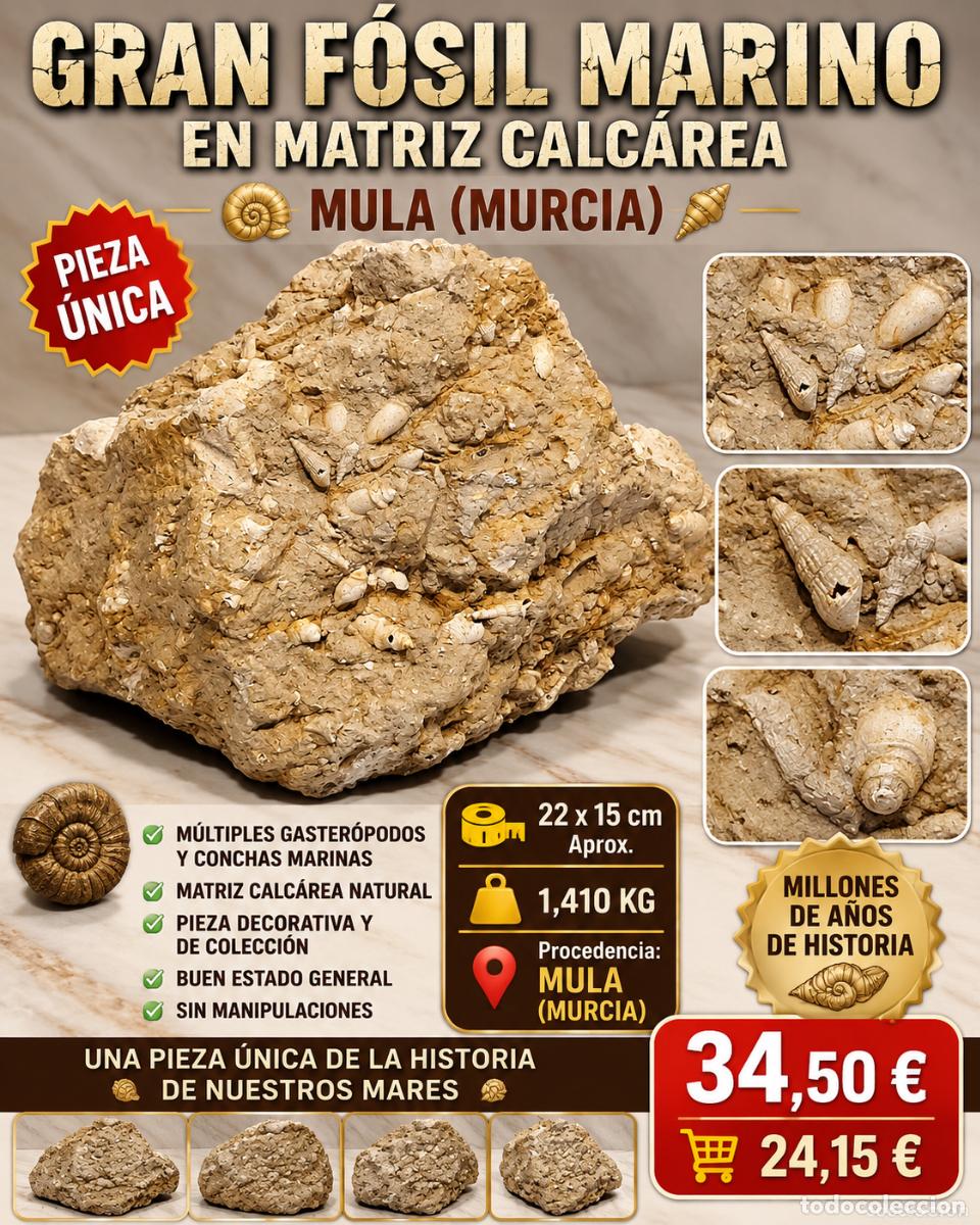 Coleccionismo de f&oacute;siles: GRAN F&Oacute;SIL MARINO EN MATRIZ CALC&Aacute;REA / MULA (MURCIA) / 22 CM / 1.4 KG / PIEZA DECORATIVA Y COLECCI&Oacute;N