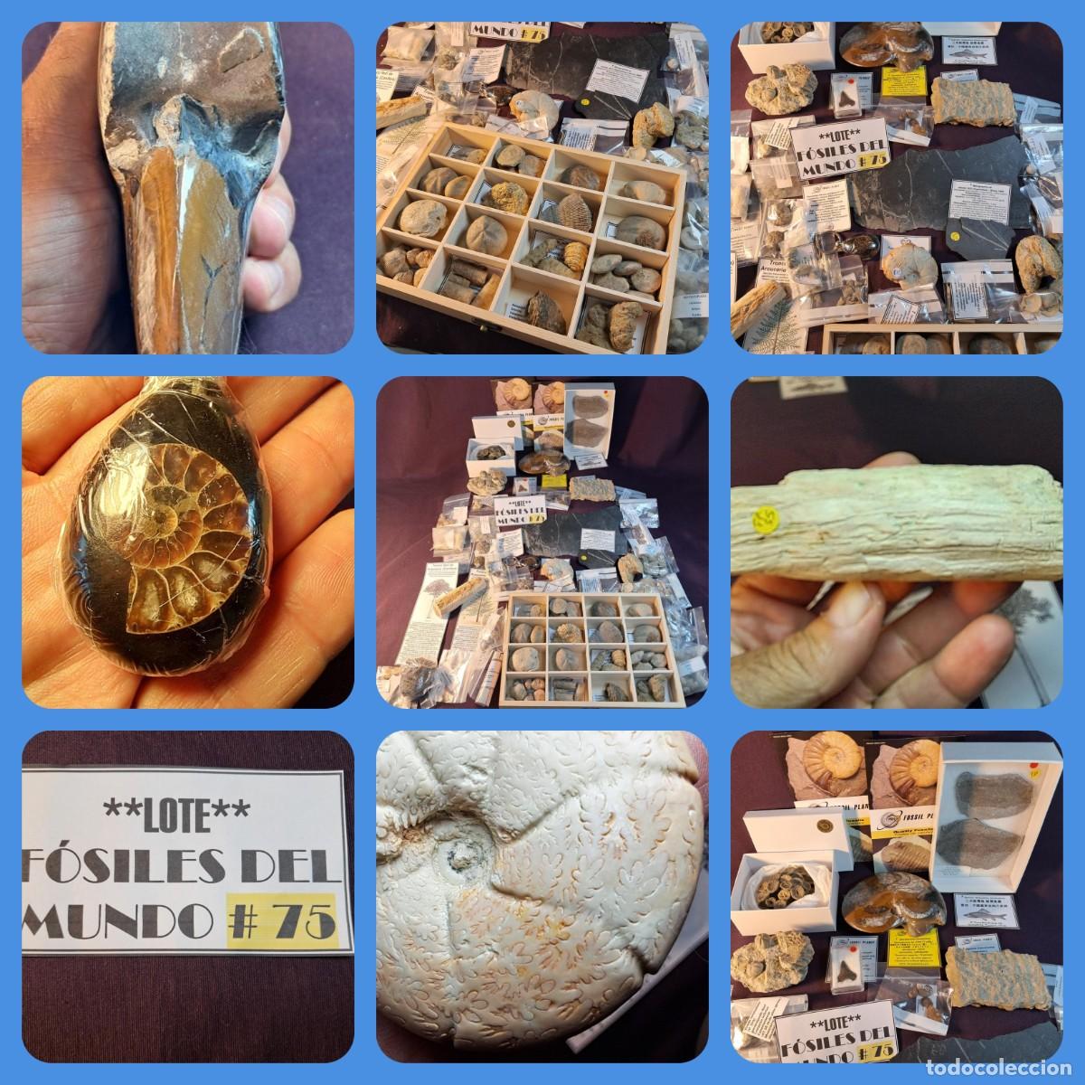 Coleccionismo de f&oacute;siles: OFERTA-OCASI&Oacute;N-OPORTUNIDAD-LOTE - F&Oacute;SILES DEL MUNDO ## 75&hellip;
