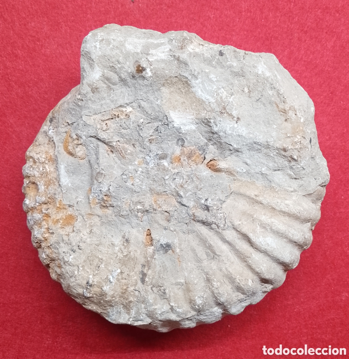 Coleccionismo de f&oacute;siles: Fosil ammonites 15 cm - Foto 2