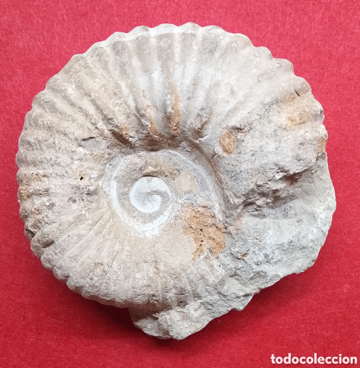 Coleccionismo de f&oacute;siles: Fosil ammonites 15 cm