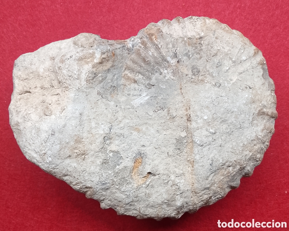 Coleccionismo de f&oacute;siles: Fosil ammonites 15 cm - Foto 2