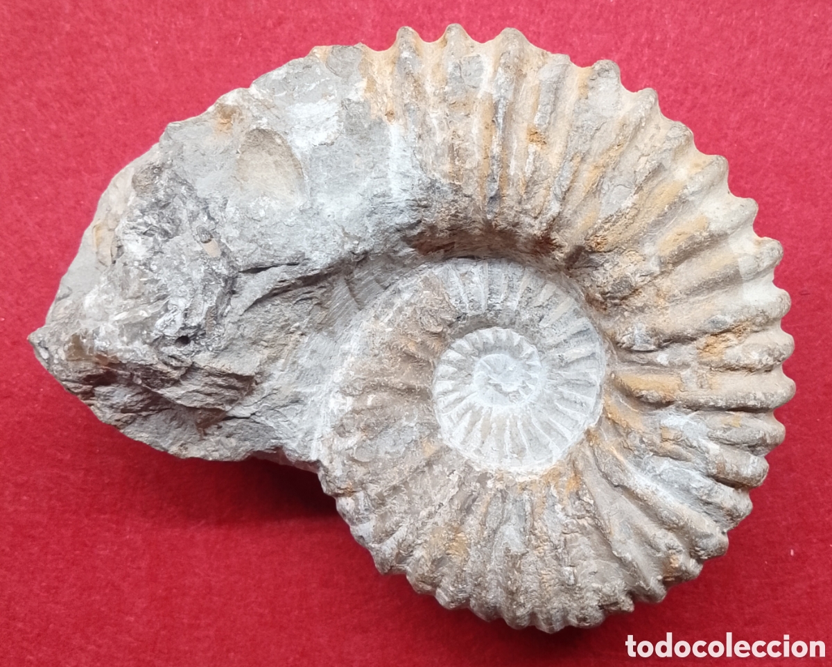 Coleccionismo de f&oacute;siles: Fosil ammonites 15 cm
