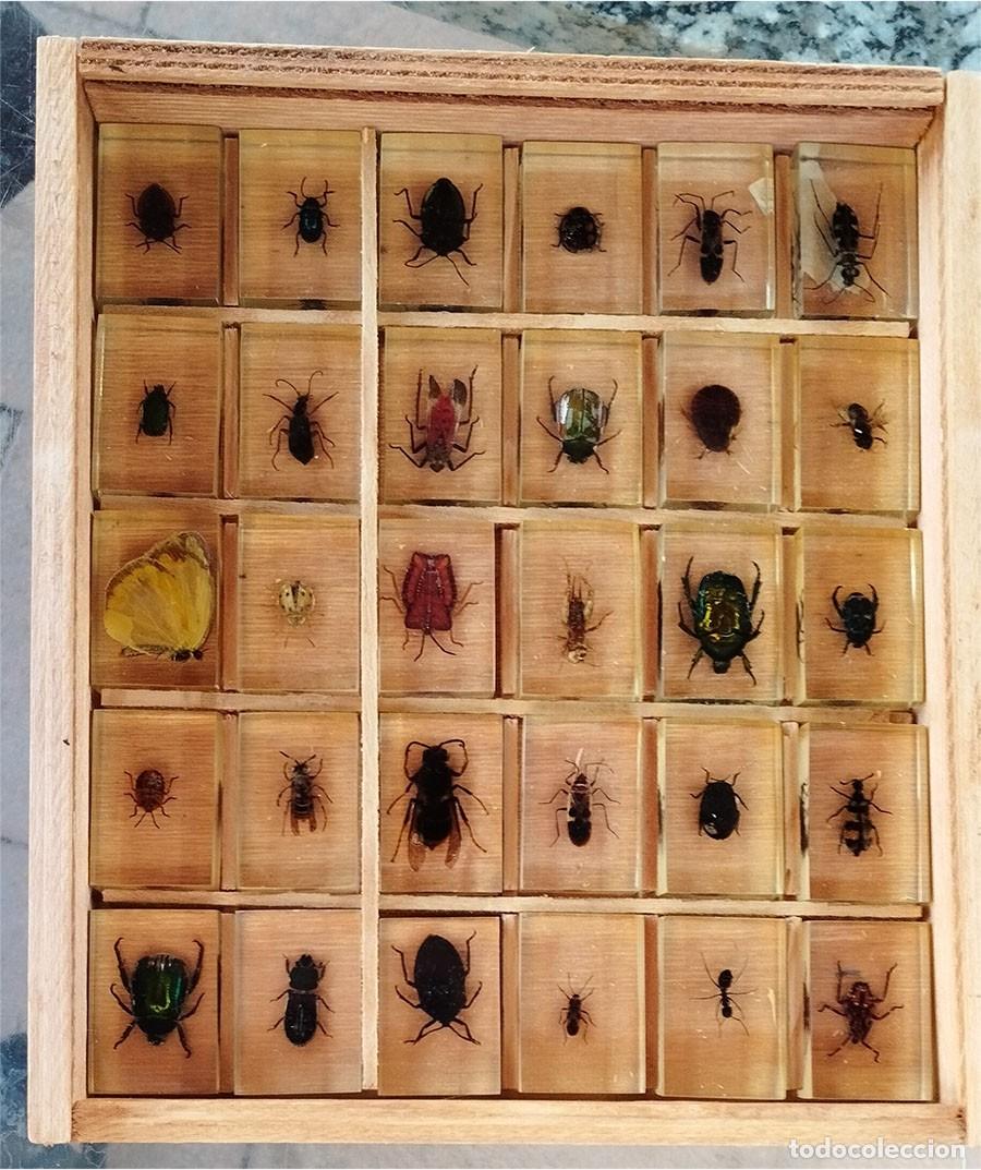 Coleccionismo de f&oacute;siles: 30 INSECTOS EN METACRILATO EN SU ESTUCHE EXPOSITOR LA CAJA MIDE 22/19/5 LOS BICHOS 4/2.5/1 CM