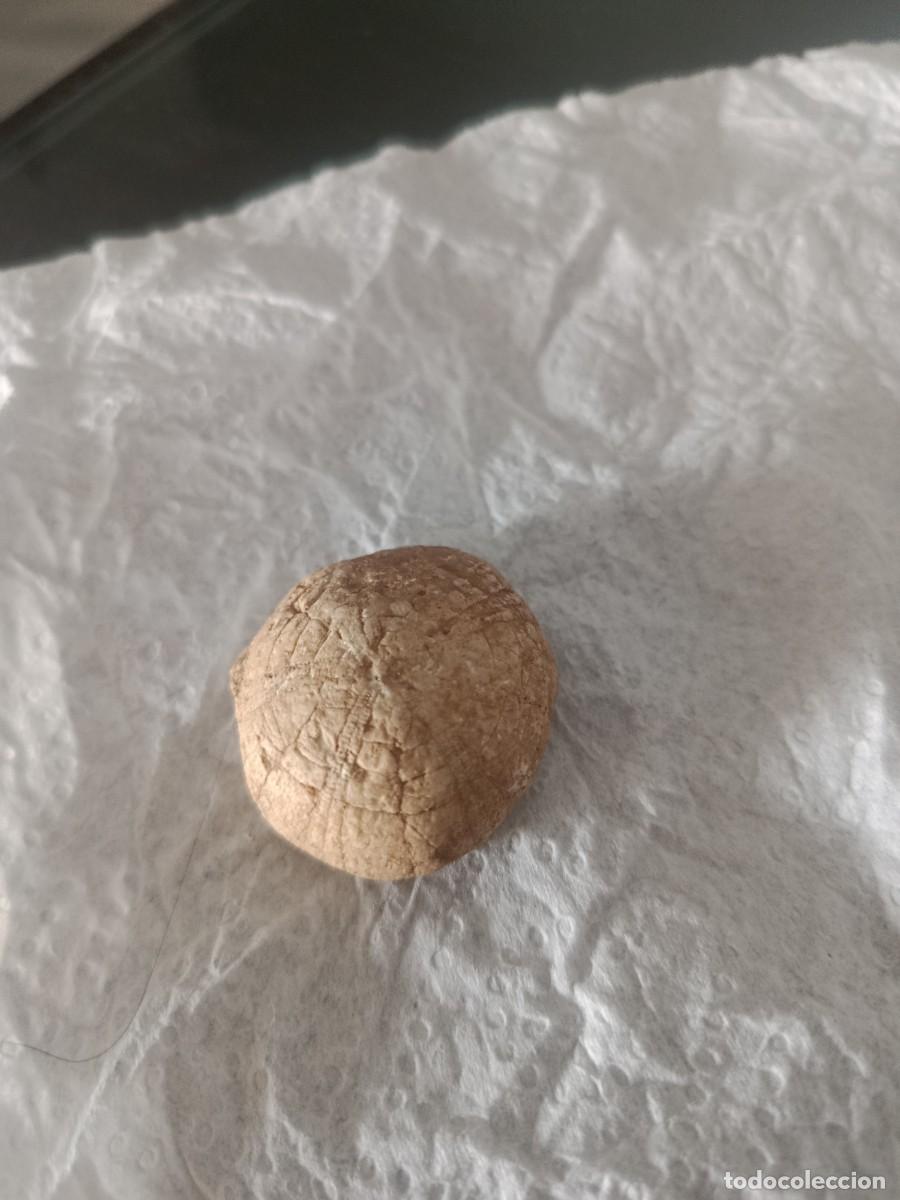 Collezionismo di fossili: Erizo y boca de calamar f&oacute;siles .