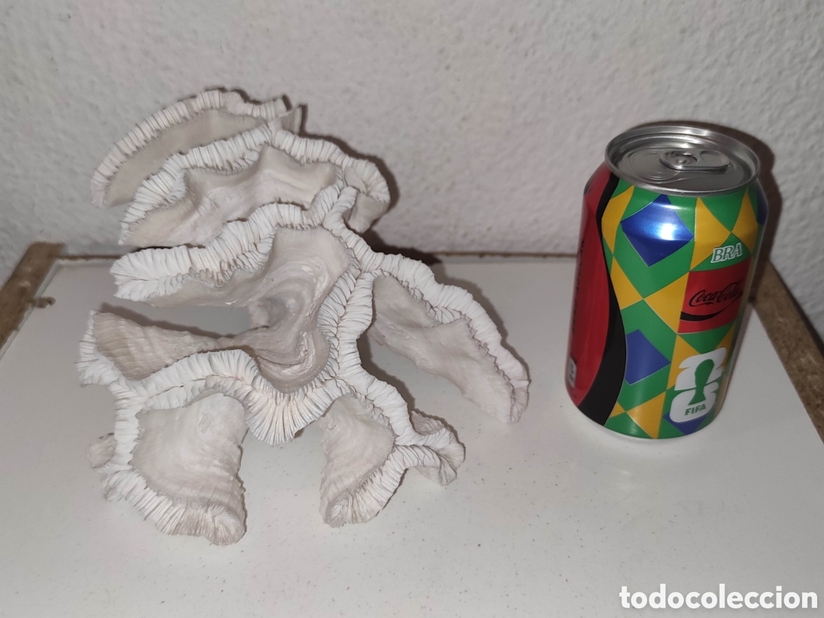 Collezionismo di fossili: Coral Blanco - Decoracion marinera - Fosil - Hogar - Acuario