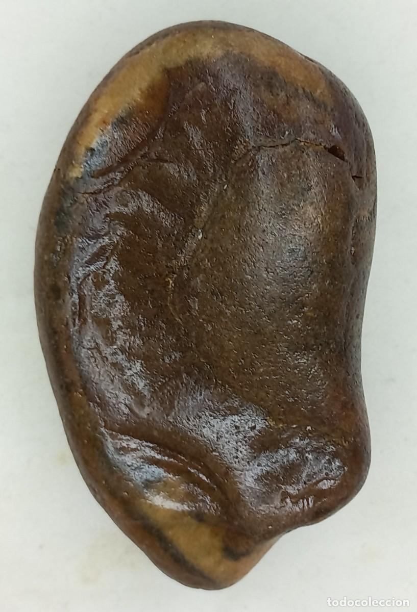 Collezionismo di fossili: EXCELENTE TIMPANO FOSIL , HUESO TIMPANICO DE BALLENA