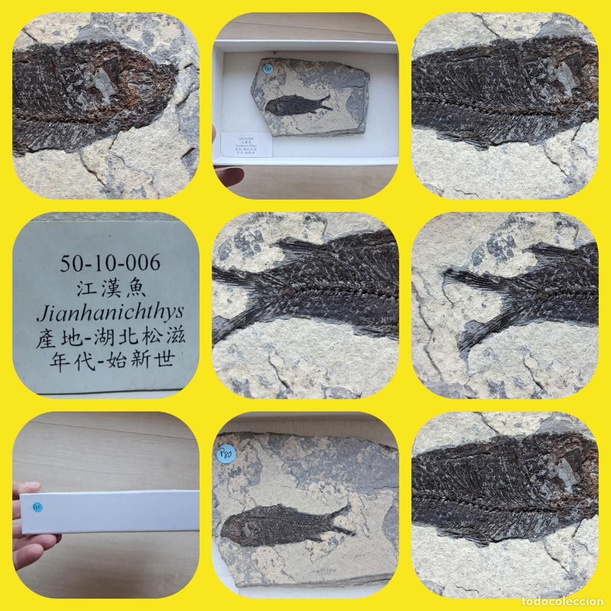 Sammlung von Fossilien: pez f&oacute;sil prehist&oacute;rico Jianghanichthys hubeiensis , de colecci&oacute;n