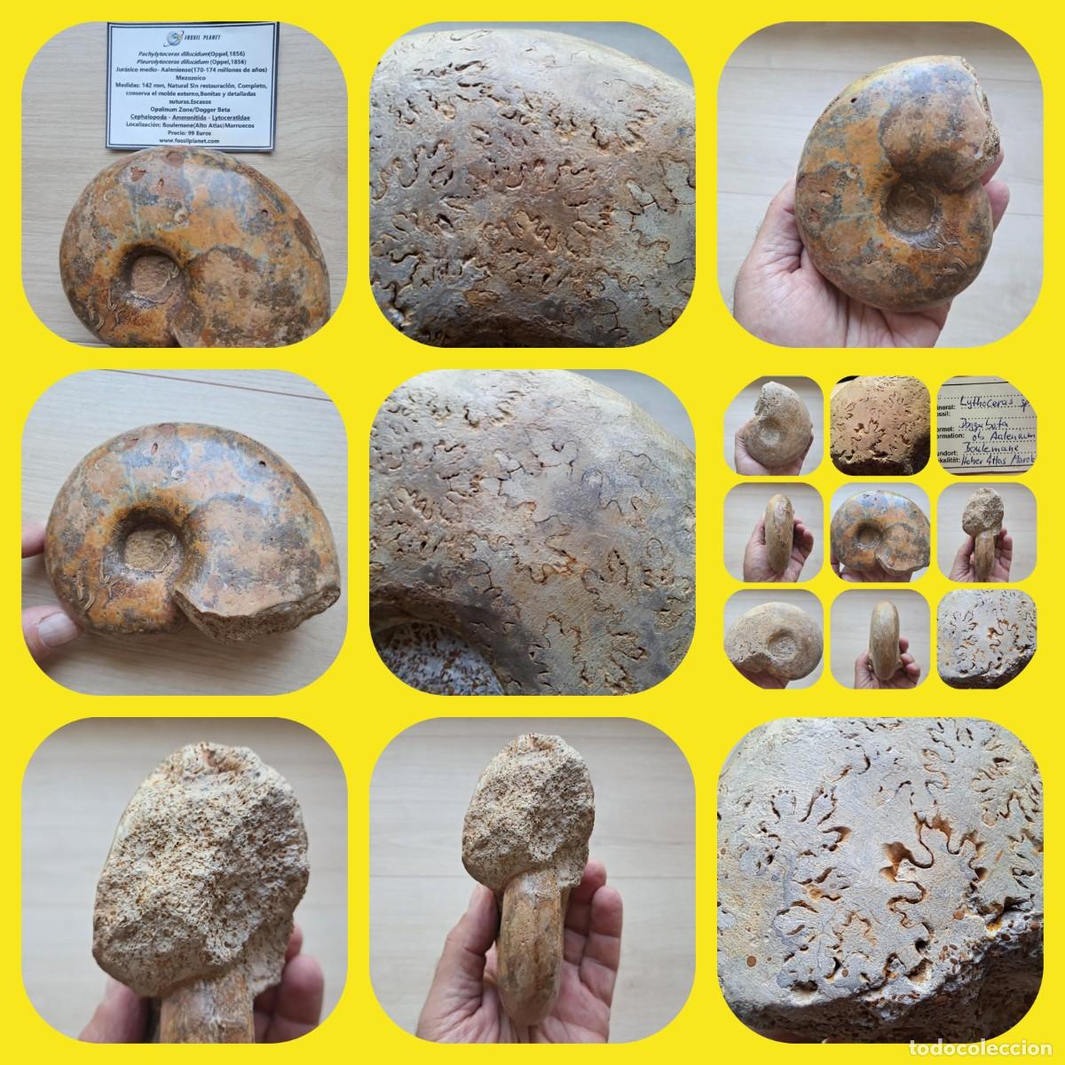 Coleccionismo de f&oacute;siles: f&oacute;sil de ammonites Pleurolytoceras dilucidum , de colecci&oacute;n