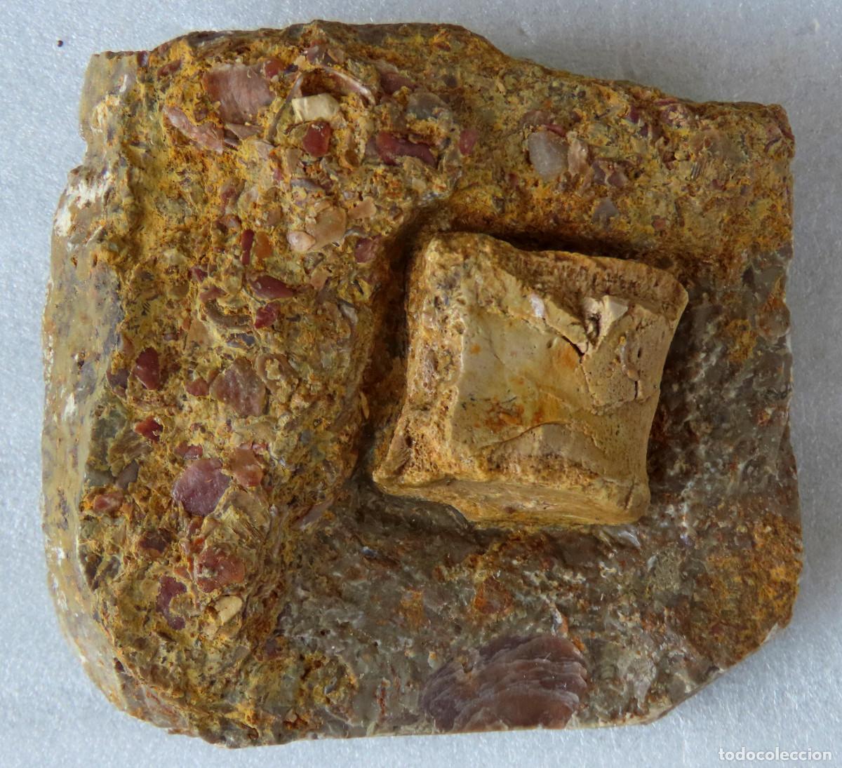 Coleccionismo de f&oacute;siles: Vertebra f&oacute;sil de Notosaurio (Nothosaurus SP). Tri&aacute;sico de Alemania.