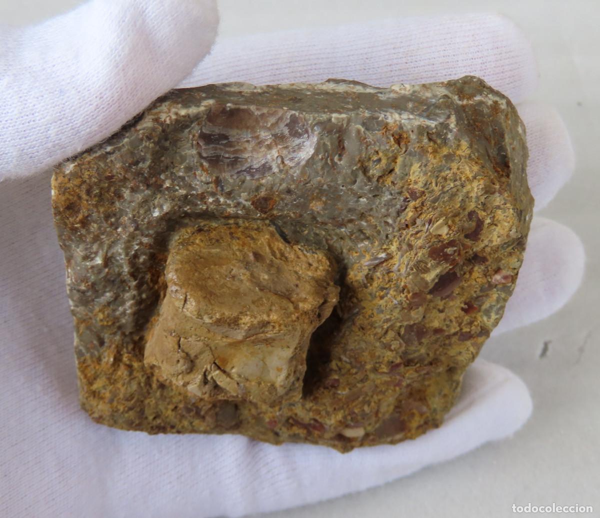 Coleccionismo de f&oacute;siles: Vertebra f&oacute;sil de Notosaurio (Nothosaurus SP). Tri&aacute;sico de Alemania.