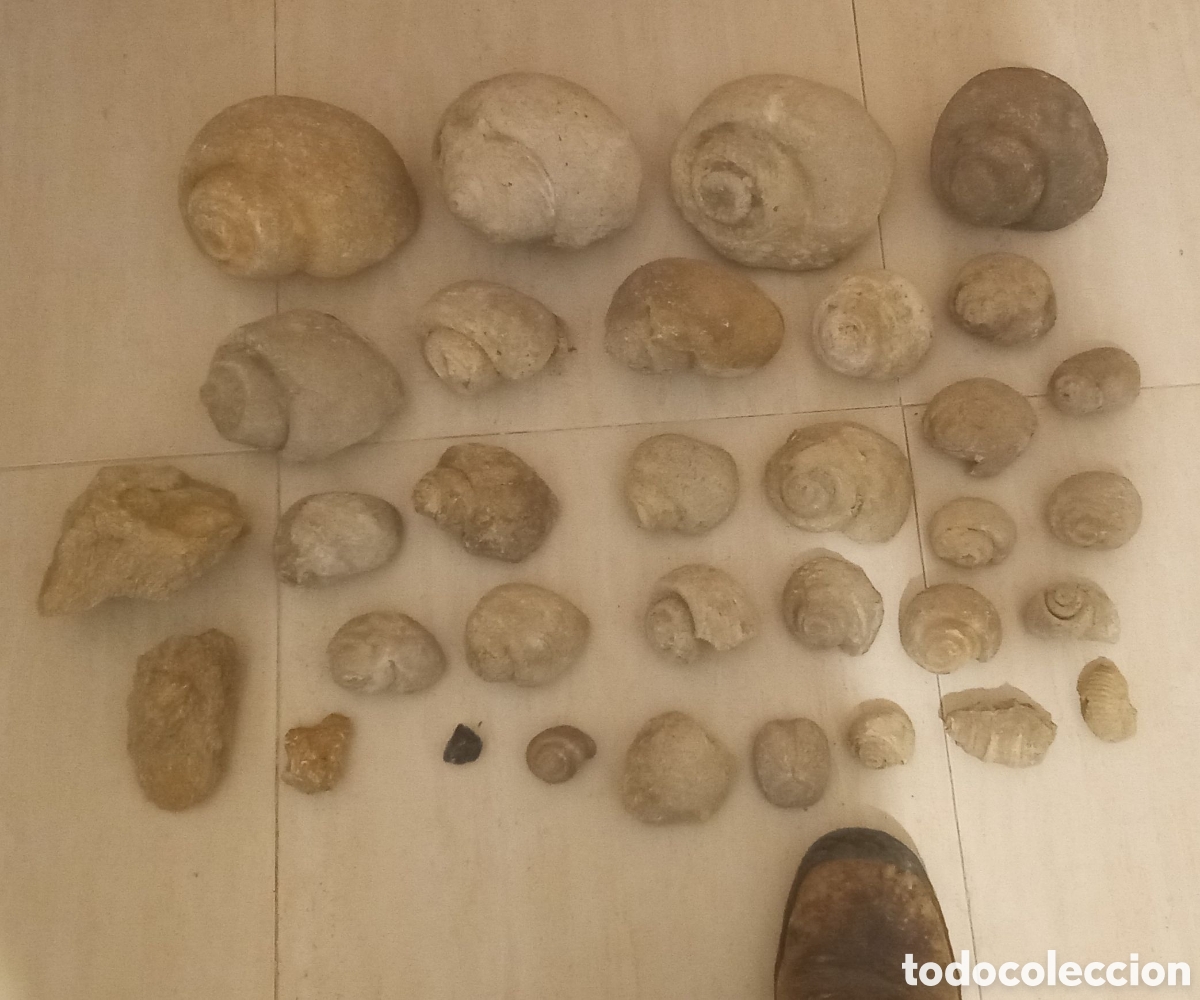 Collectionnisme de fossiles: Lote de f&oacute;siles. Paleontolog&iacute;a. NATICAS. Caracoles.