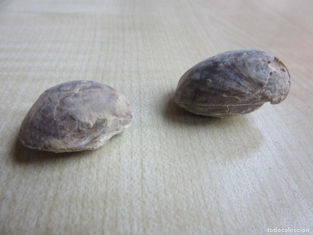 Fossil Collection: 2 conchas f&oacute;siles Medidas 2,6 x 1,7 x1,4 y 2,2 x 1,7 x1,3 cm