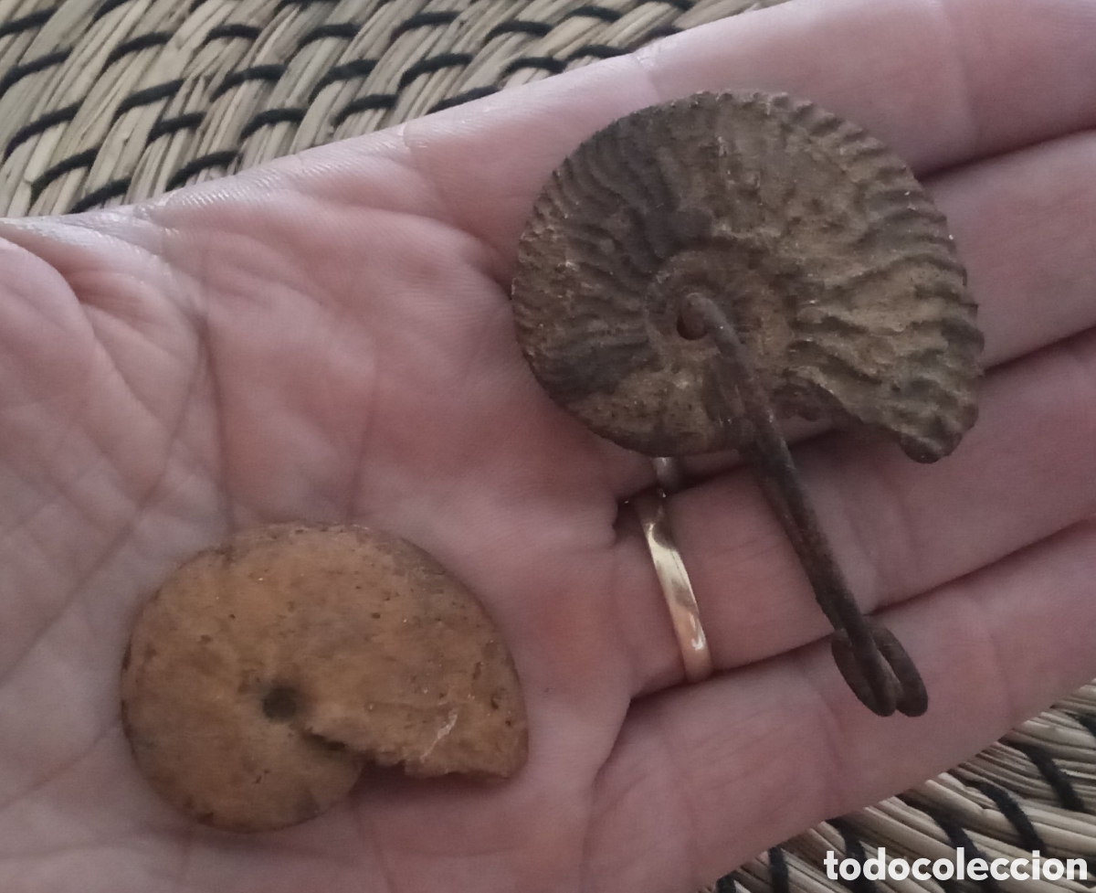 Coleccionismo de f&oacute;siles: Artesan&iacute;a pastoril. Del Maestrazgo. Paleontolog&iacute;a. F&oacute;sil Ammonites con enganche. + otro ammonites.