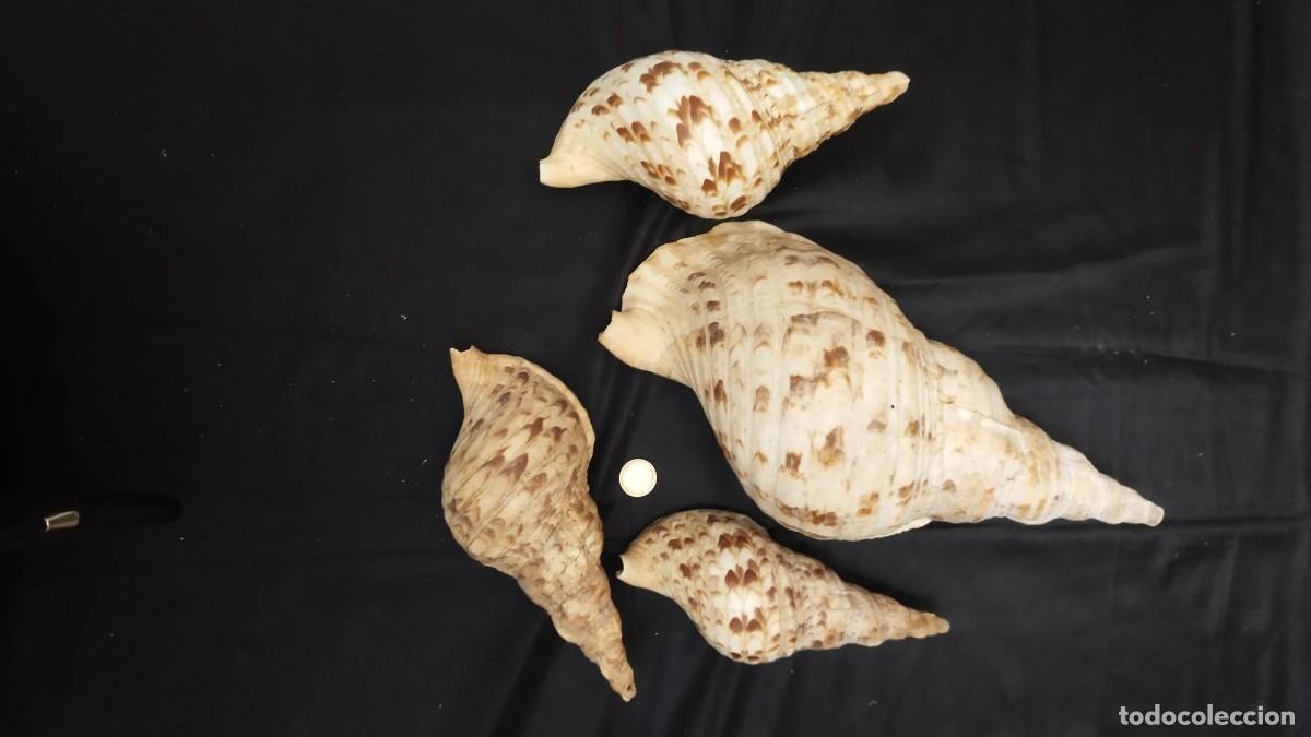 Colecionismo de f&oacute;sseis: Lote 4 caracolas antiguas tipo trompeta - Colecci&oacute;n circa 1920 - Alicante