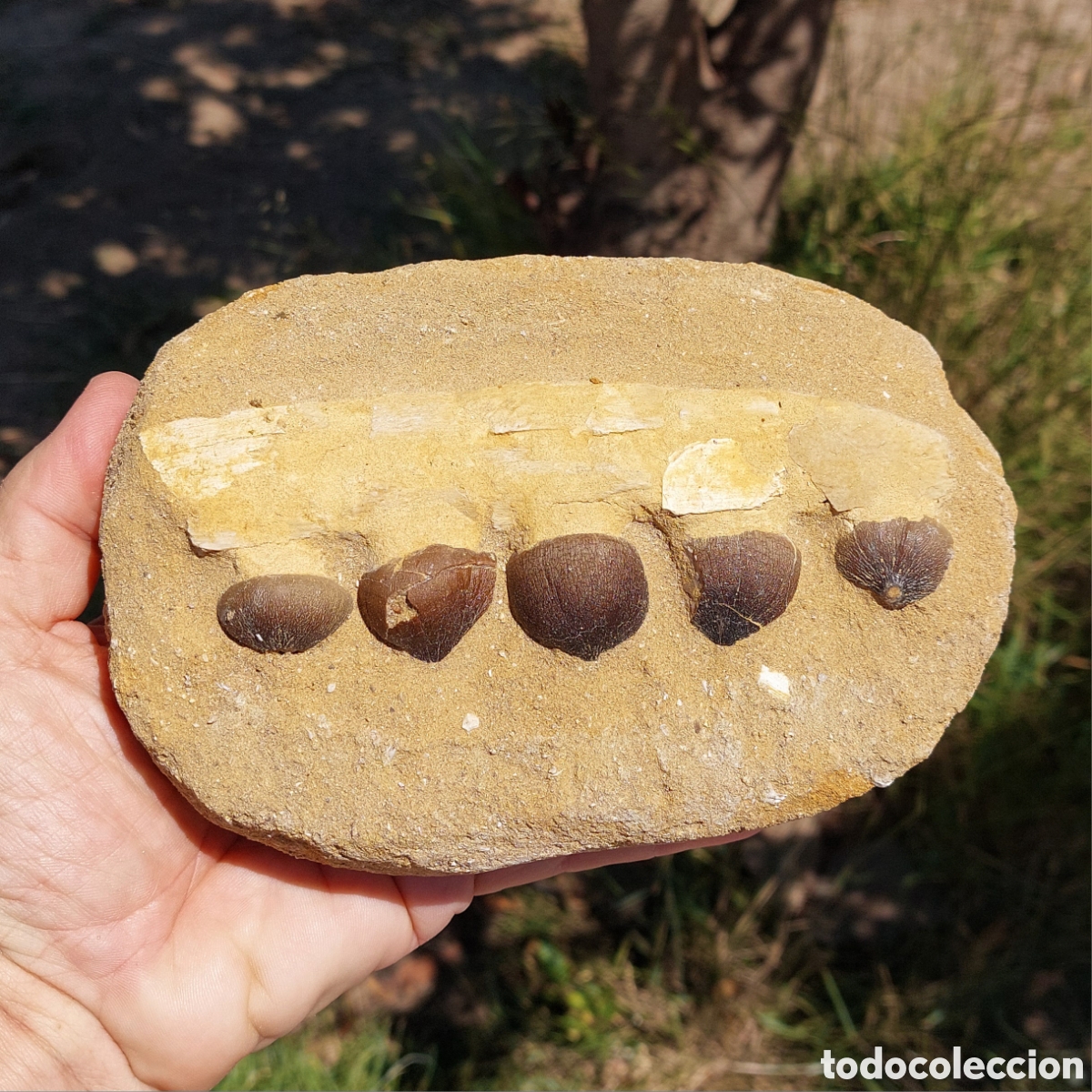 Coleccionismo de f&oacute;siles: Globidens F&oacute;sil Matriz 18cm