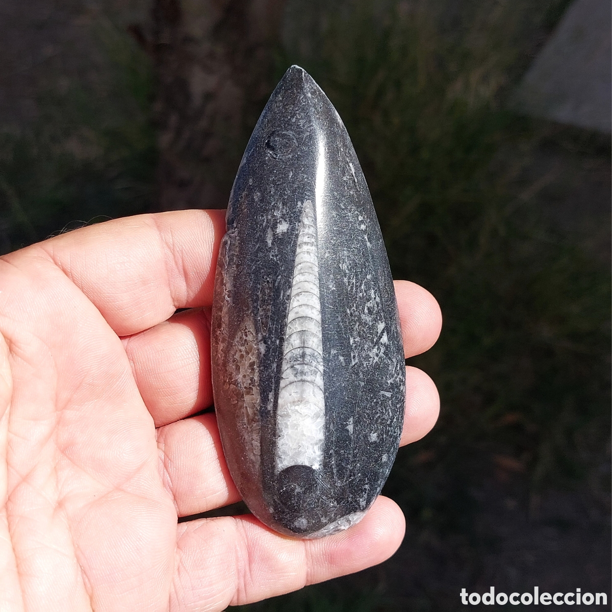 Collezionismo di fossili: F&oacute;sil de Orthoceras Pulido 11cm