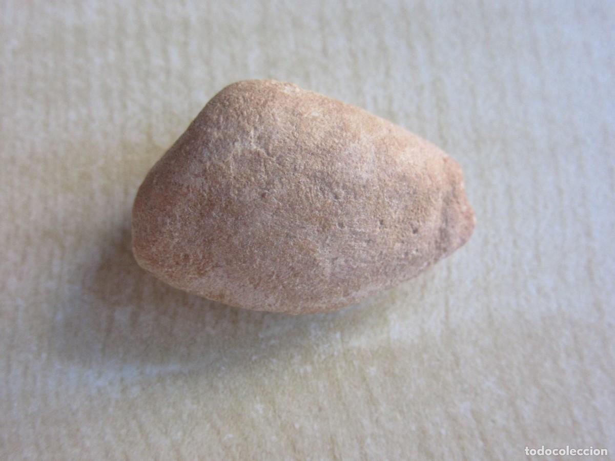 Fossil Collection: Interesante concha f&oacute;sil Medidas 2,8 x 1,9 x 1,4 cm