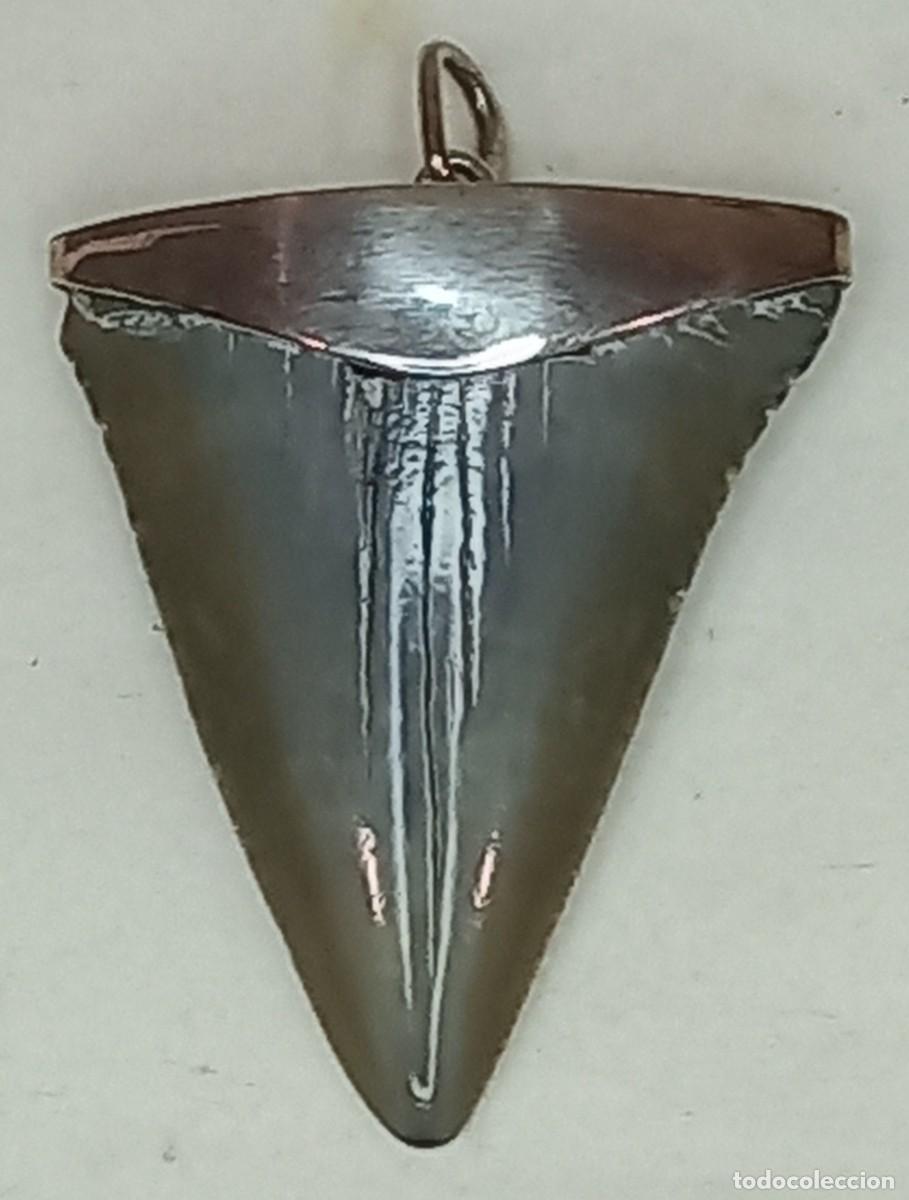 Coleccionismo de f&oacute;siles: EXCELENTE DIENTE FOSIL DE CARCHARODON HASTALIS ( TIBURON BLANCO ) CONVERTIDO EN COLGANTE DE PLATA