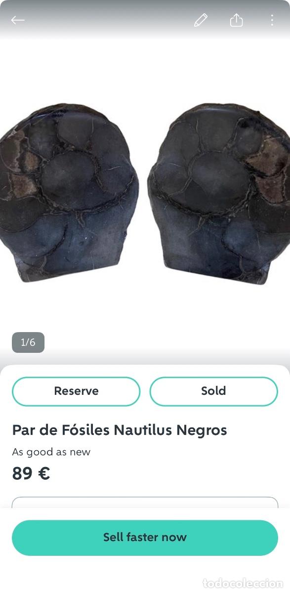 Fossil Collection: Colecci&oacute;n de F&oacute;siles Naturales &ndash; Ammonites, Nautilus, Trilobite y Geoda Pulida &ndash; Lote Completo