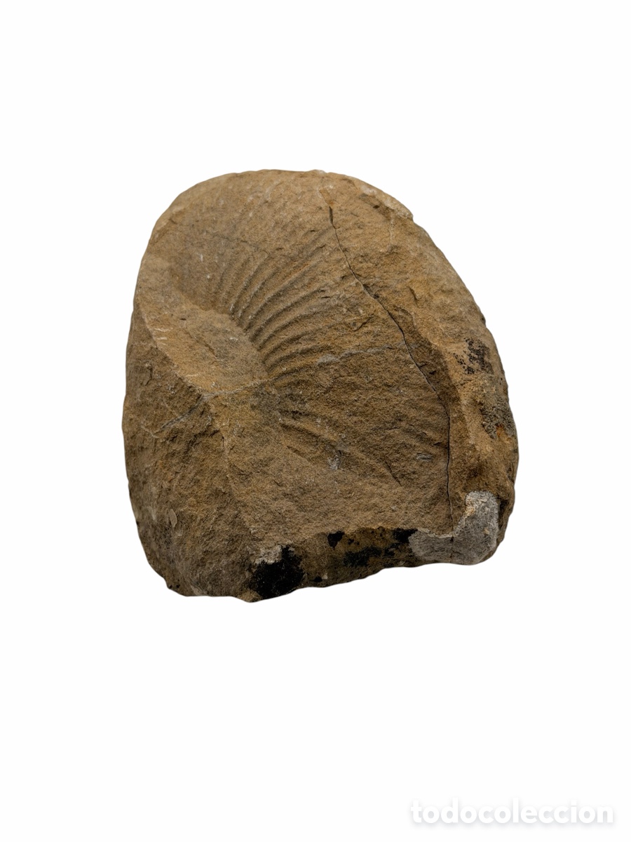 Fossil Collection: F&oacute;sil Piedra de Colecci&oacute;n