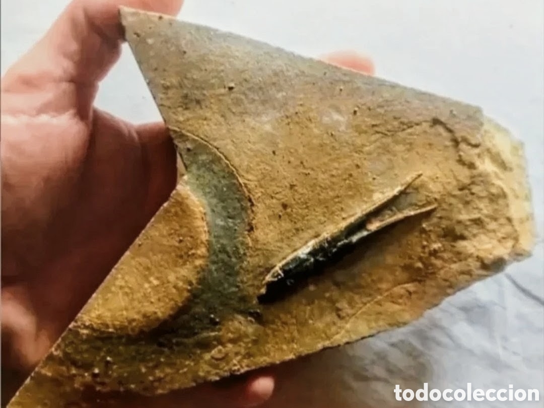 Fossil Collection: Placa de piedra con Belemnites.
