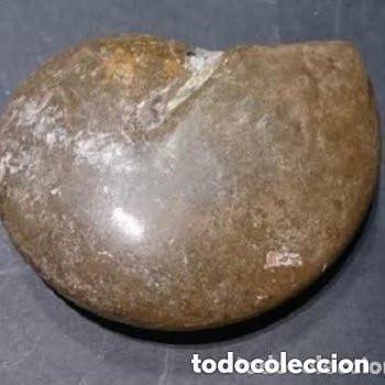 Coleccionismo de f&oacute;siles: GONIATITES (Dev&oacute;nico). 400 millones de a&ntilde;os. Valle del Ziz. Marruecos.