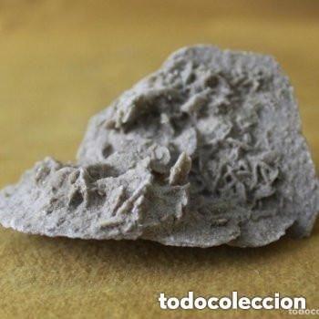 Coleccionismo de f&oacute;siles: Peque&ntilde;a rosa del desierto. Procedencia M&eacute;jico, desierto de Samalayuca.