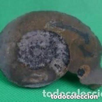 Coleccionismo de f&oacute;siles: GONIATITES (Dev&oacute;nico). 400 millones de a&ntilde;os. Valle del Ziz. Marruecos