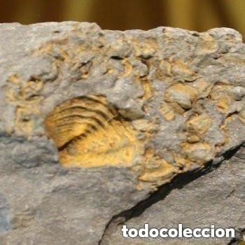 Coleccionismo de f&oacute;siles: Fragmento de caliza con huella de trilobites y otros f&oacute;siles menores.