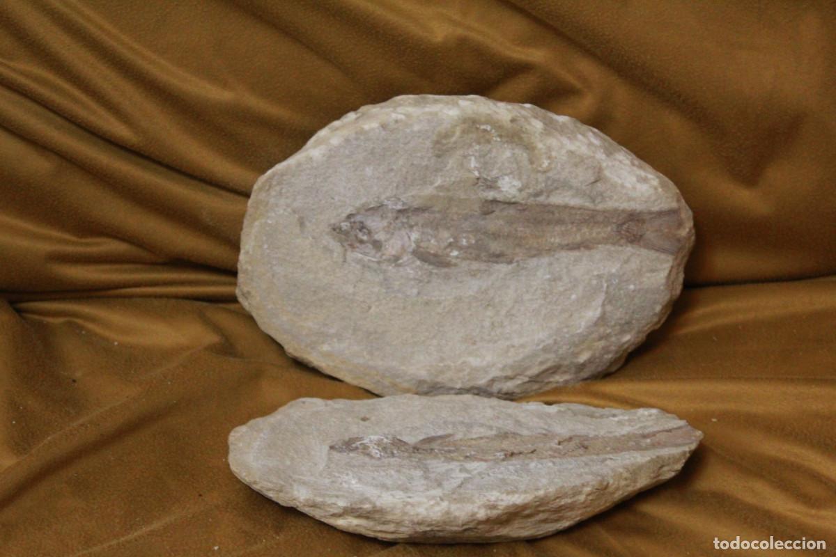Fossil Collection: Pez fosil Tharrias arapipis, (Doble) cret&aacute;ceo inferior (Incompleto).