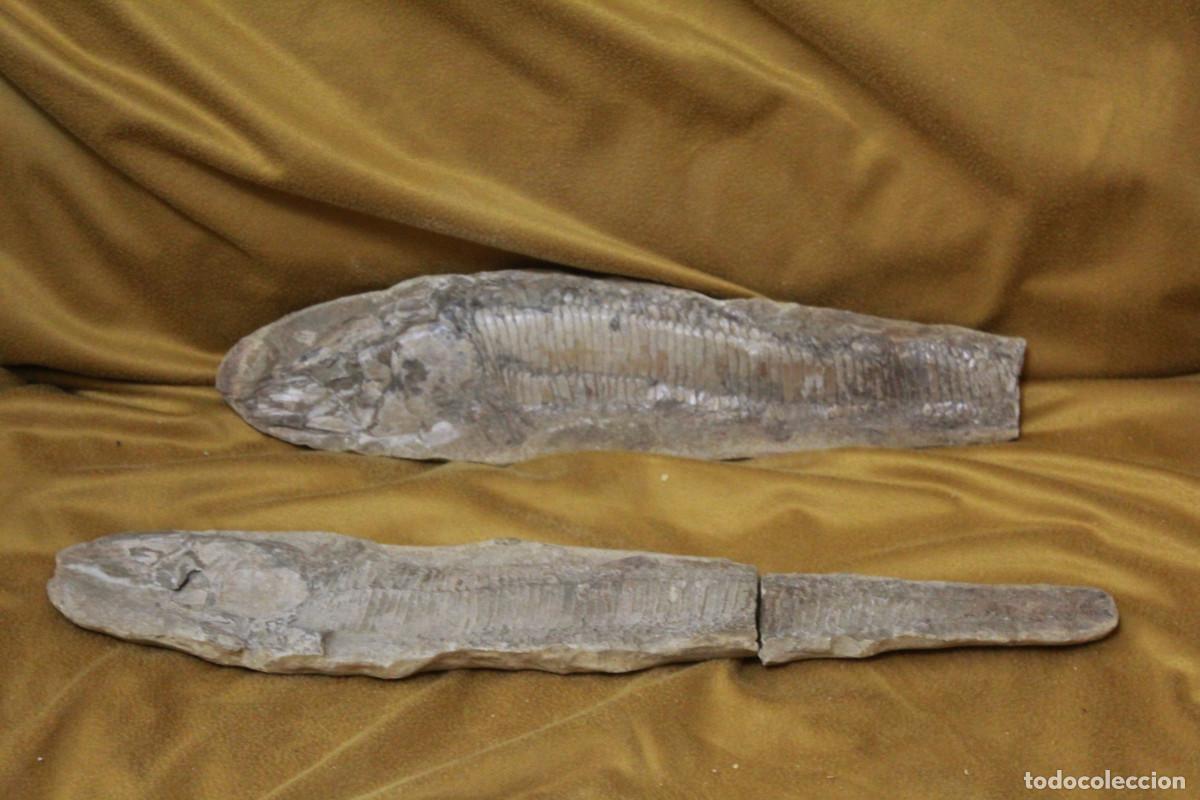 Fossil Collection: Pez fosil . Vinctifer, Incompleto, doble, tres fragmentos)