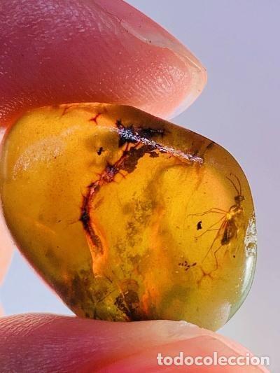 Coleccionismo de f&oacute;siles: &Aacute;MBAR NATURAL CON INSECTOS. PER&Iacute;ODO CRET&Aacute;CICO. MINERALES. F&Oacute;SIL. GEMAS. JOYER&Iacute;A.