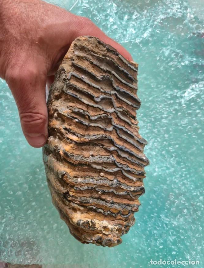 Collezionismo di fossili: F&oacute;sil Molar Mamut MAR DEL NORTE