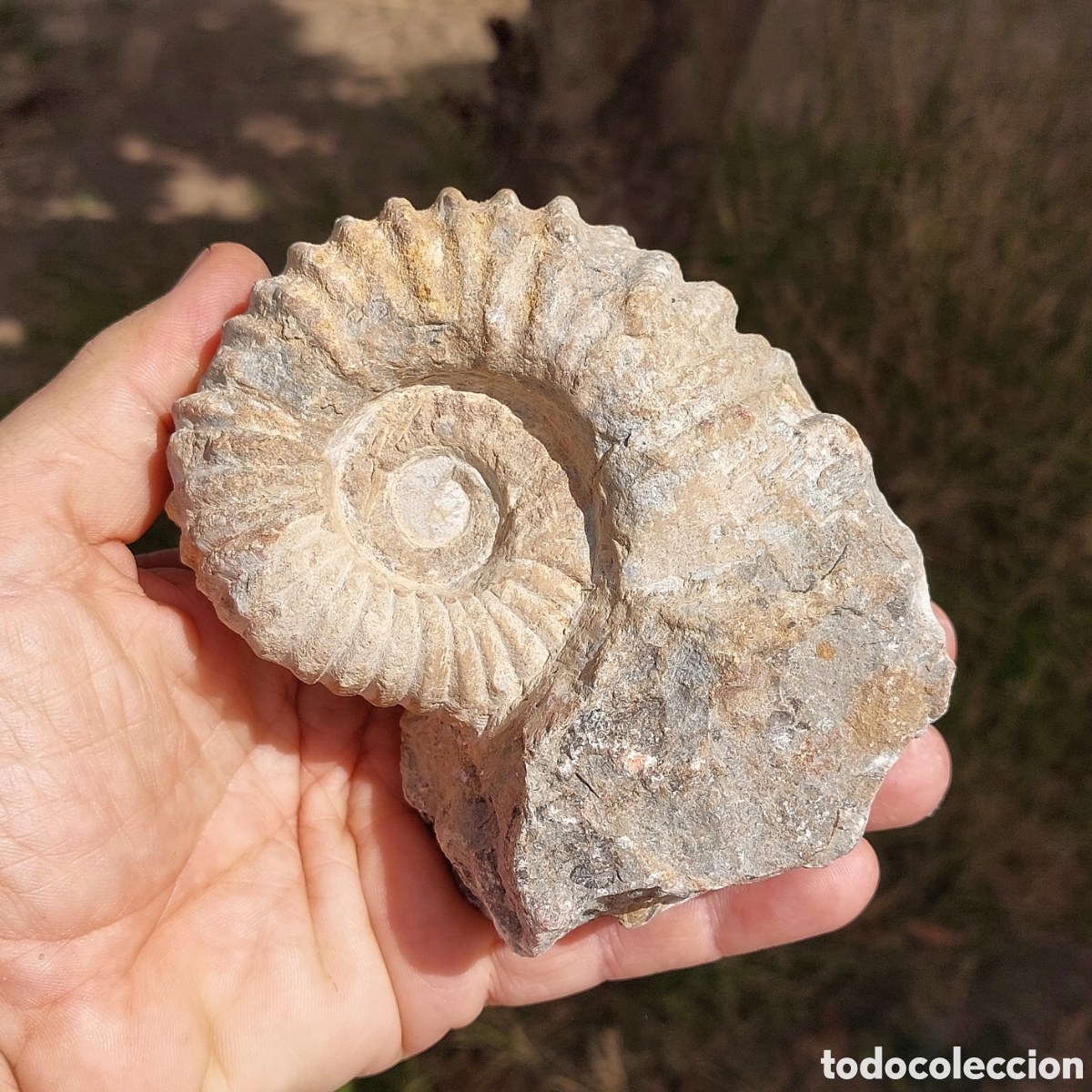 Colecionismo de f&oacute;sseis: F&oacute;sil de Amonite de Marruecos 12cm