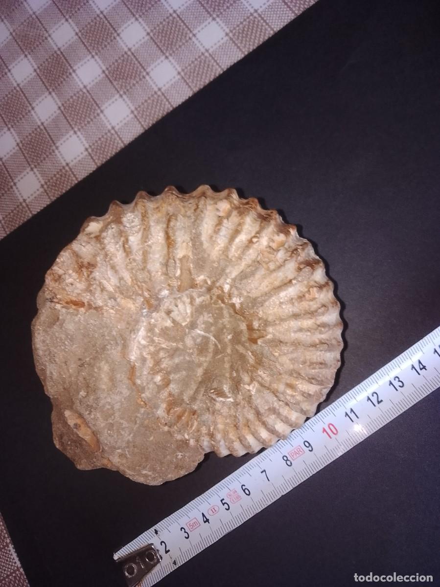 Coleccionismo de f&oacute;siles: F&oacute;sil de Amonita gigante . Muy dif&iacute;cil de encontrar
