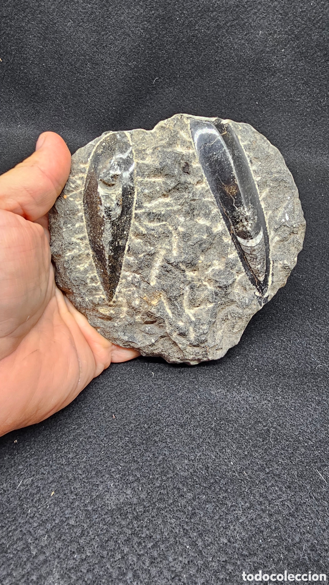 Coleccionismo de f&oacute;siles: Placa de f&oacute;siles de Orthoceras pulidos