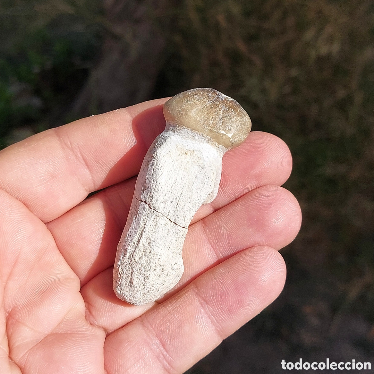 Coleccionismo de f&oacute;siles: Diente F&oacute;sil de Globidens del Cret&aacute;cico 6,6cm