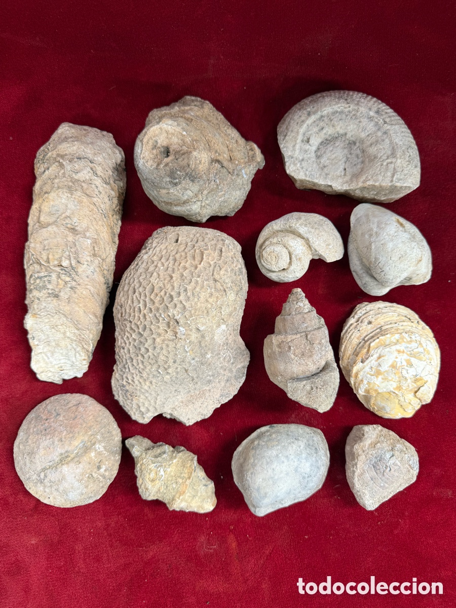 Coleccionismo de f&oacute;siles: Gran lote de fosiles antiguos !Hay + 5 kg!