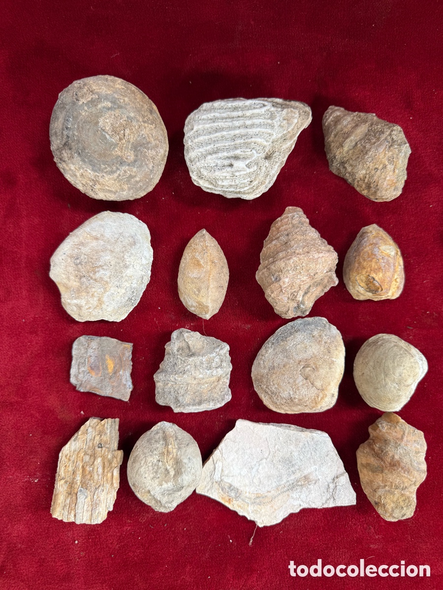 Coleccionismo de f&oacute;siles: Gran lote fosiles antiguos,Madera,Pez,Coral,Erizo,Concha!