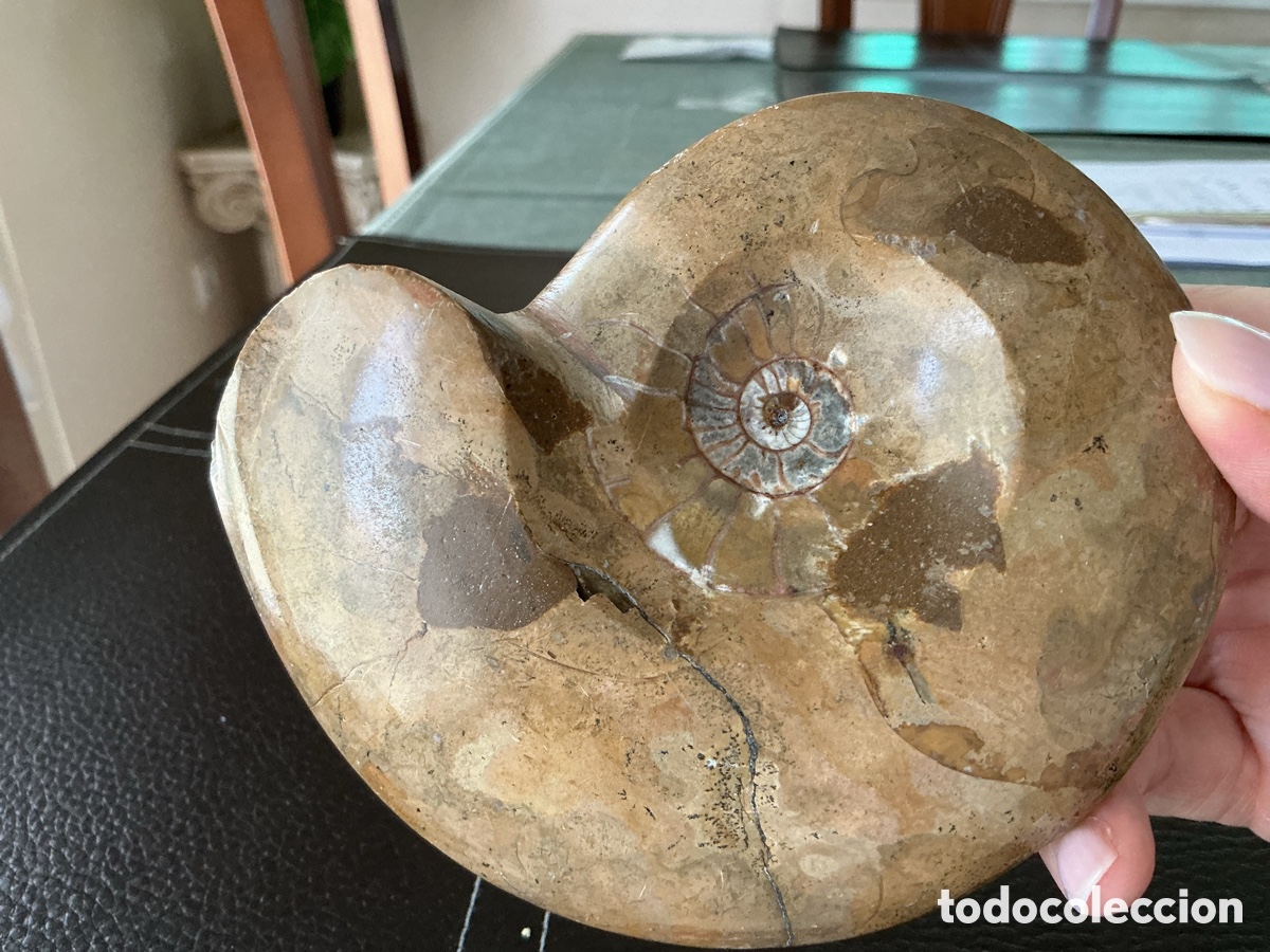 Coleccionismo de f&oacute;siles: Amonita de Madagascar pulida 12 cm