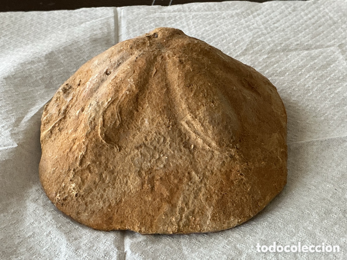 Coleccionismo de f&oacute;siles: F&oacute;sil erizo de mar Dolar de arena o bizcocho de mar 13 cm Espa&ntilde;a.
