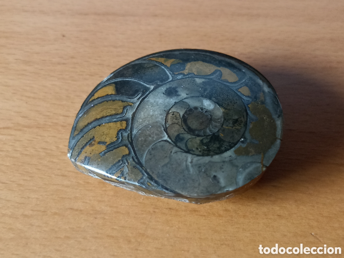 Coleccionismo de f&oacute;siles: F&oacute;sil amonite 4,5 x 4 cms