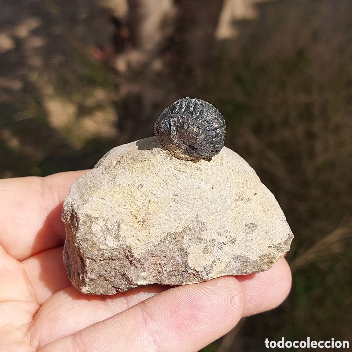 Coleccionismo de f&oacute;siles: Matriz F&oacute;sil Trilobite Phacops