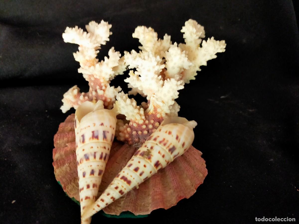 Coleccionismo de f&oacute;siles: COMPOSICI&Oacute;N CORALINA. CORAL BLANCO. VER FOTOS. CIRCA A&Ntilde;OS 60. 300 GR.