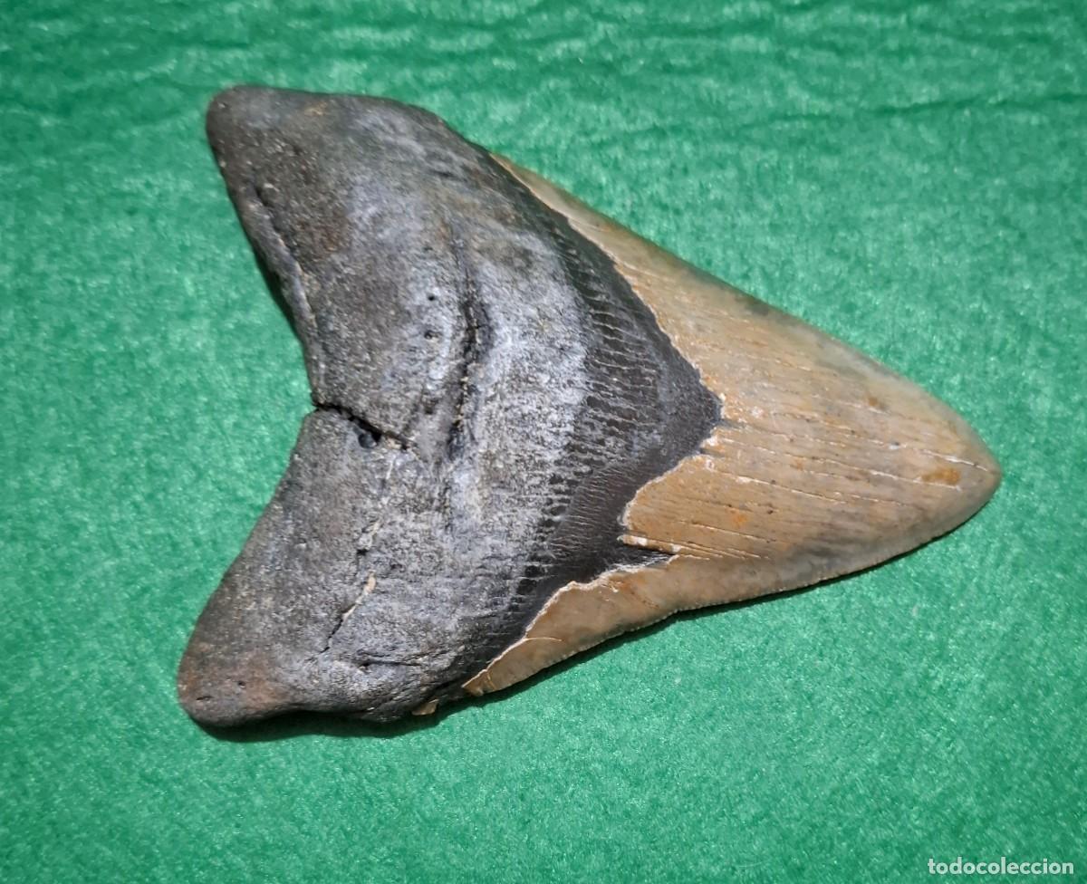 Coleccionismo de f&oacute;siles: Fosil de Megalodon de 13 cm dificil de encontrar en estas condiciones