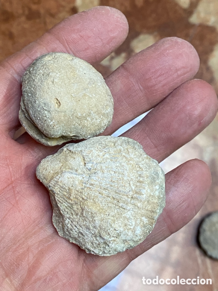Colecionismo de f&oacute;sseis: Lote de 20 f&oacute;siles de la monta&ntilde;a de Alicante. L 26