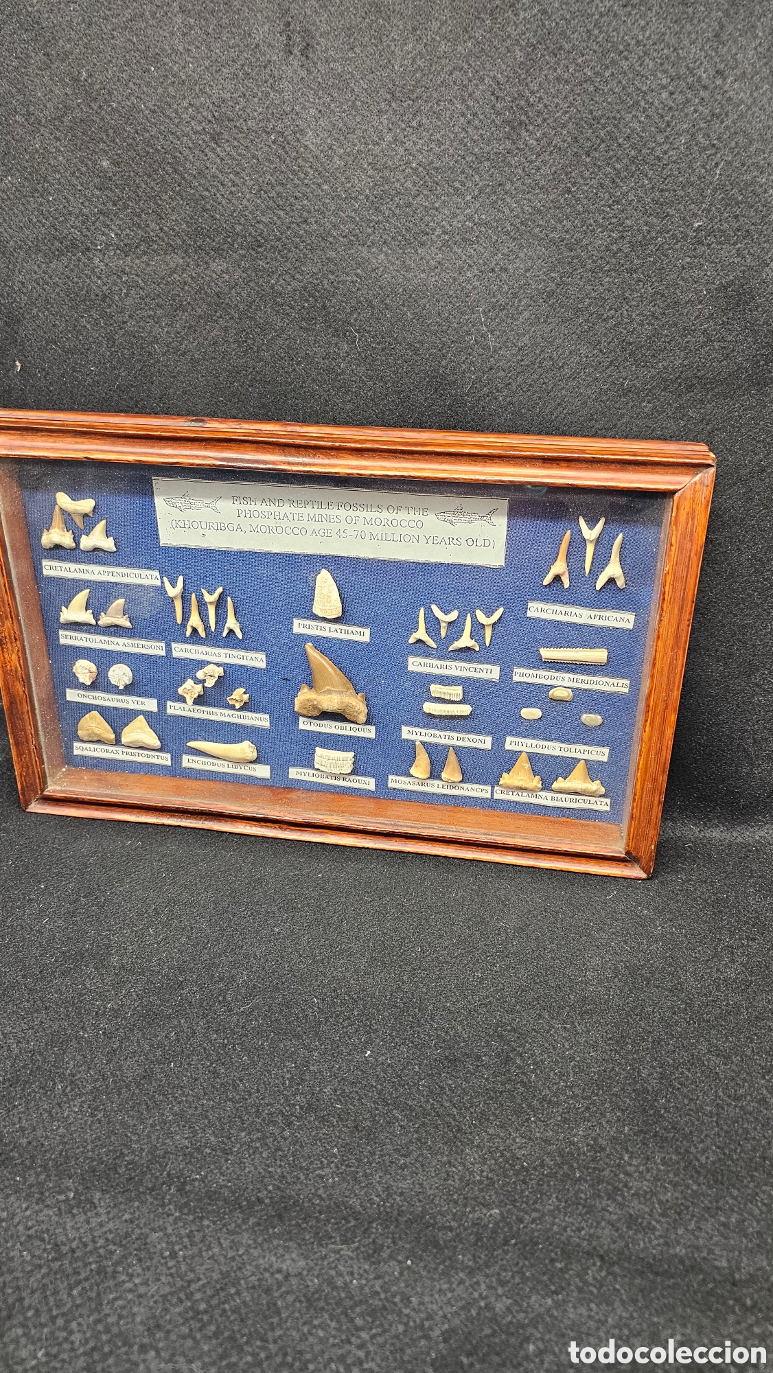 Fossil Collection: colecci&oacute;n de f&oacute;siles aut&eacute;nticos de peces y reptiles de las minas de Khouribga de Marruecos