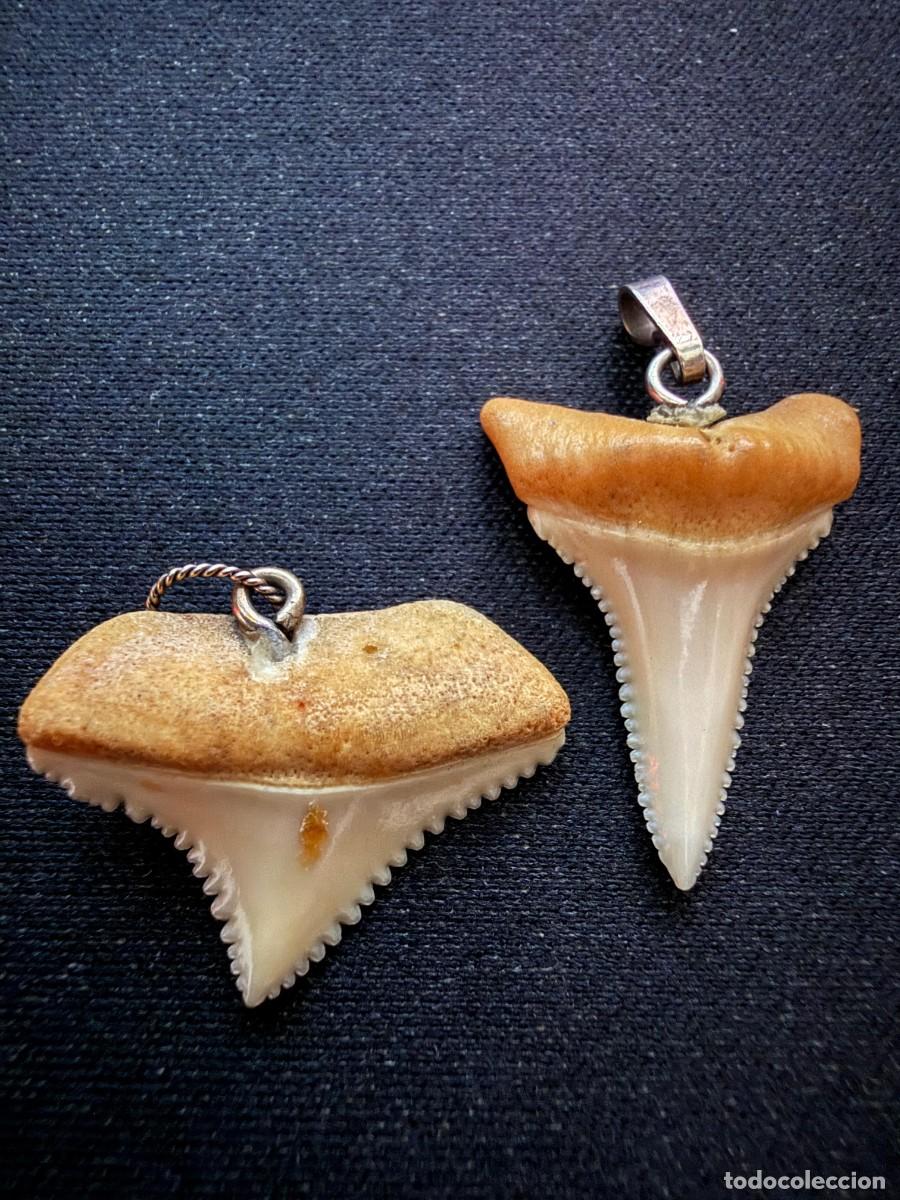 Sammlung von Fossilien: Lote de Dientes de Tibur&oacute;n Blanco