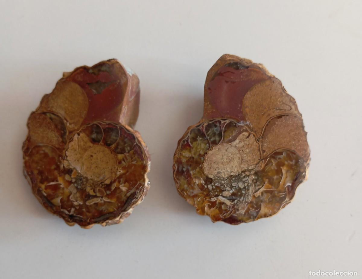 Coleccionismo de f&oacute;siles: F&Oacute;SIL AMMONITES CLEONICERAS, PAREJA
