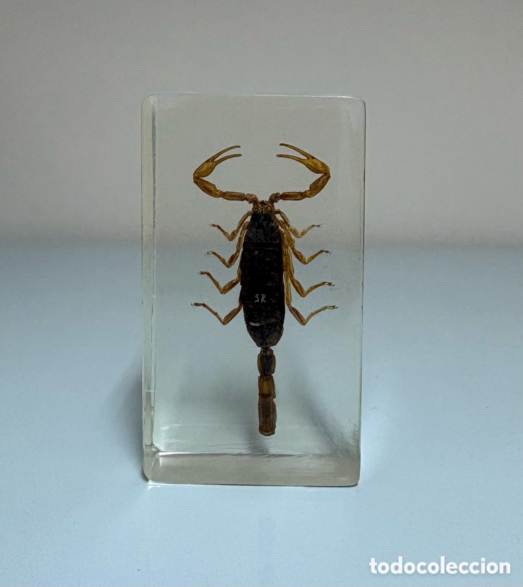 Coleccionismo de f&oacute;siles: Escorpi&oacute;n disecado - insectos